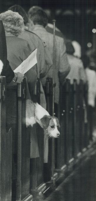 Do I smell a cat? , Someone or something has caught the attention of Silky, a terrier owned by Elizabeth Fowl of Toronto, during yesterday's blessing (...)