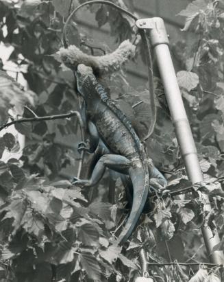 The day of the Iguana. George, the 5-foot green lizard, returned to his Forest Hill home today - just for a visit. The iguana, who walked out on owner(...)