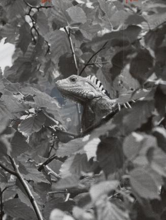 The day of the Iguana, George, the 5-foot green lizard, returned to his Forest Hill home today-just for a visit