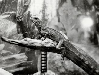 Barney