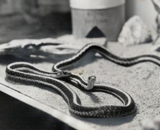 Bijou and Bettina are two garter snakes who have become important members of Barbara Froom's family