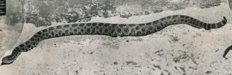 Angry Two-foot Rattlesnake, now on exhibit an CNE, was caught by two Toronto 18-year-olds at Severn Falls, in Muskoka-Parry Sound area where a woman w(...)