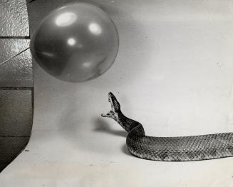 Mouth open, he slithers toward his balloon victim, Coiled to strike, the water moccasin suddenly rears back and lets go