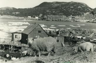 Sheep graze by the side of the road which winds through one of the fishing villages which dot the Newfoundland coast