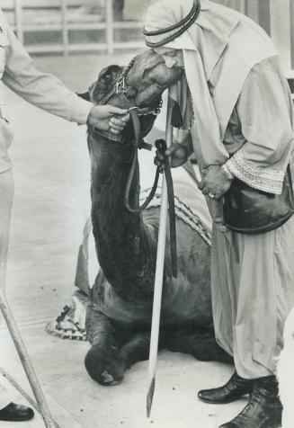 Sheik, an affectionate camel from Wilmington, Del
