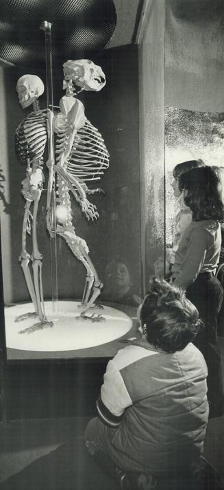 Scientific View: Children, like these studying Royal Ontario Museum skeletons of man and bear should be taught the biblical creation story as well as evolution, some fundamentalists say