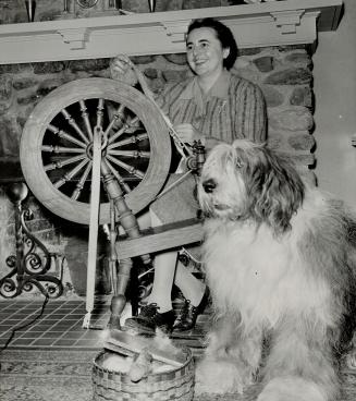 Sheep - dog hair is the material Miss Marjorie Cluff of Caledon, Ontario, spins on her wheel