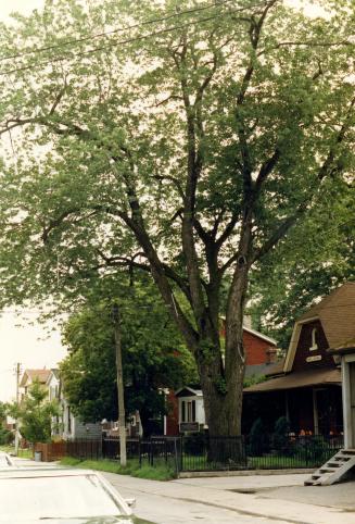 Image shows a tree in front of the residential house that is double the size of the house.