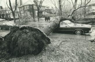Bad choice of parking spot. High winds caused this tree to come crashing down yesterday, tiking a hydro wire with it and crushing this car parked on H(...)