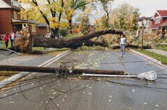 A light standard and several power lines were pulled down when a giant tree was uprooted on Primrose Ave