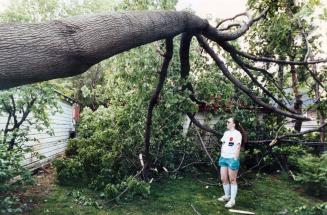 Bobbi Cochar examines damage caused by a maple tree that toppled when gale force winds whipped through Metro yesterday