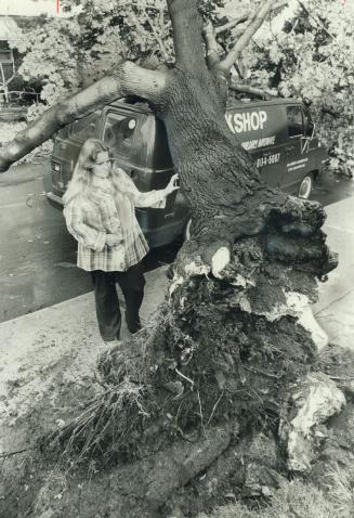Tree meets truck: Debbie Horton ponders damage