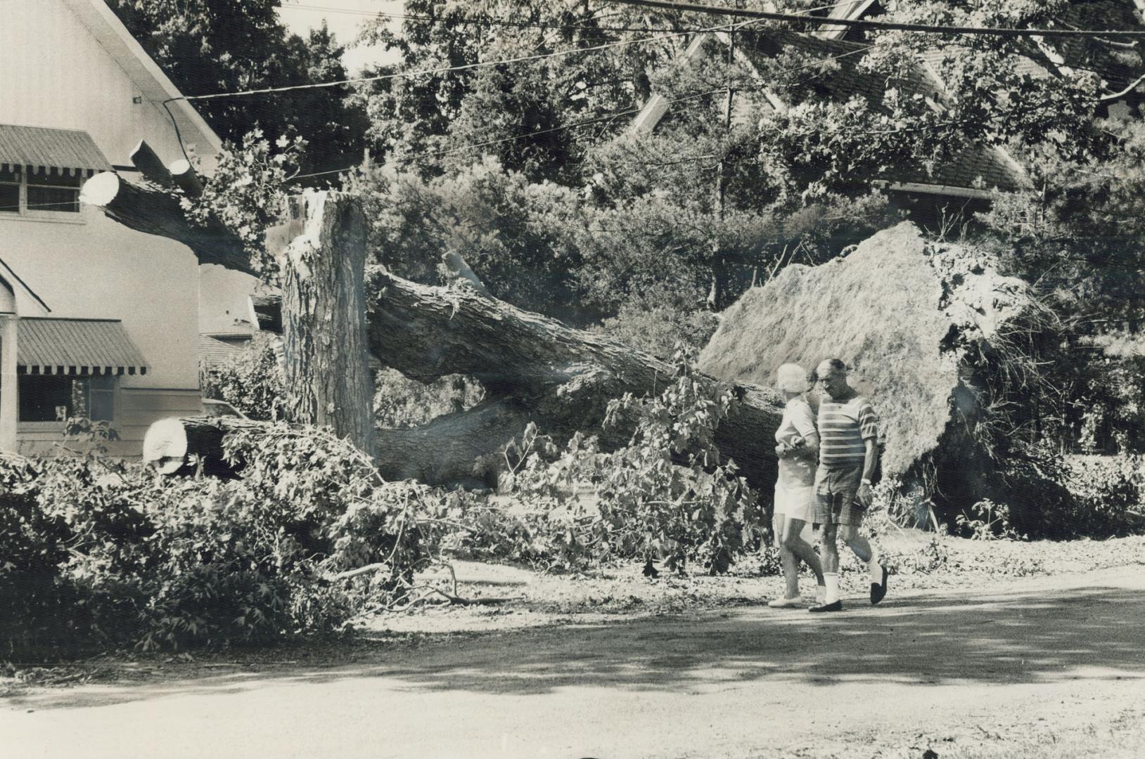 Winds toppled this huge tree, tearing its massive roots from the ground