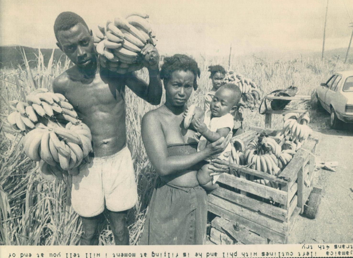 Gathering food: Donovan Thomas, his wife Marcia Deans and their children Rosealet, 11, and Marvin, 7 months, gather bananas from the fields ravaged by Hurricane Gilbert