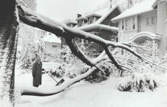 Timberrr! Huge tree limbs lie toppled by weight of snow as Francis Sutton clears front path of his Dunvegan Rd