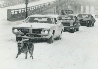 With sidewalks clogged, this shaggy pedestrian took to the road