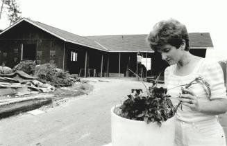 Elizabeth Thomas, weeding the flowers in a big pot - about all that was left outside their house on Innisfil St