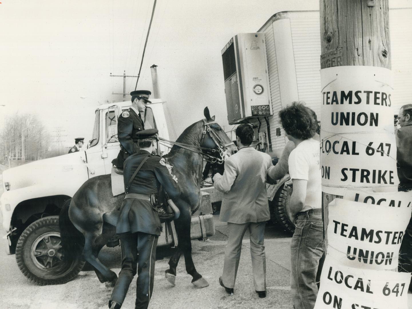 Mounted police were used today to open picket lines at the Becker Milk plant on Warden Ave