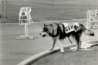 Picketing Pooches