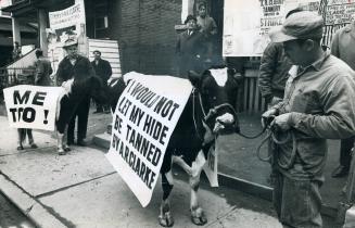 Cow and pony parade with pickets outside the strike-bound A