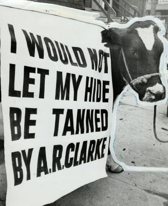 Hide-and seek, A sign-carrying cow was paraded by pickets at the strikebound A