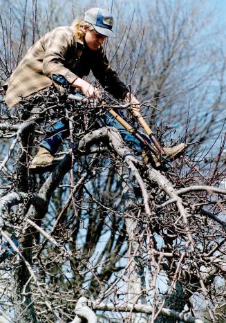 A lofty job, Warren Gobbles, an employee of Winfields Farm, north of Oshawa, balances expertly among the branches of an apple tree where he trims suck(...)