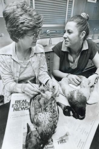 Stuffing's not nonsense for Dianne Robertson, left, and Margaret Lecraw who are taking Doug White's taxidermy course sponsored by the Etobicoke Board (...)