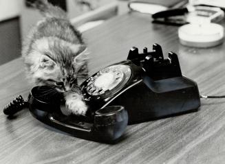 Pet hot line: Toronto company called The Pet Line will provide you, for a fee, a tag for your pet that includes an identification number and a toll-free telephone number