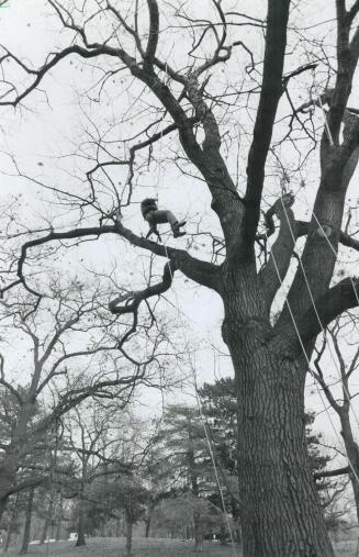 Out on a limb, Rafique Texiwala, a forestry worker with Toronto's parks and recreation department, descends after pruning a large oak in High Park