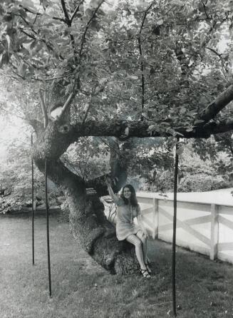 An old apple tree on Glen Edyth Dr. near Casa Loma