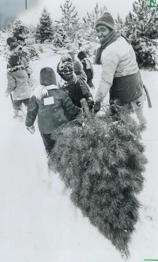 Down on the farm: Cutting the family Christmas tree provides fun and exercise for the family, but after it's in the home, it can become a potential safety hazard unless proper precautions are taken