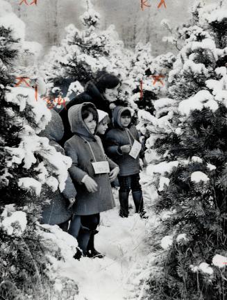 Pupils hunt a Christmas Tree. Three of 300 Toronto school children making their annual Christmas tree trek to Drysdale Tree Farm near Ballantree get s(...)