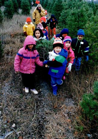 Holiday Haul: Children drag a Christmas tree from the Horton Tree Farm