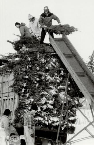 Trucking trees: Christmas tree farmers begin unloading a batch of trees for Metro's Christmas celebrants