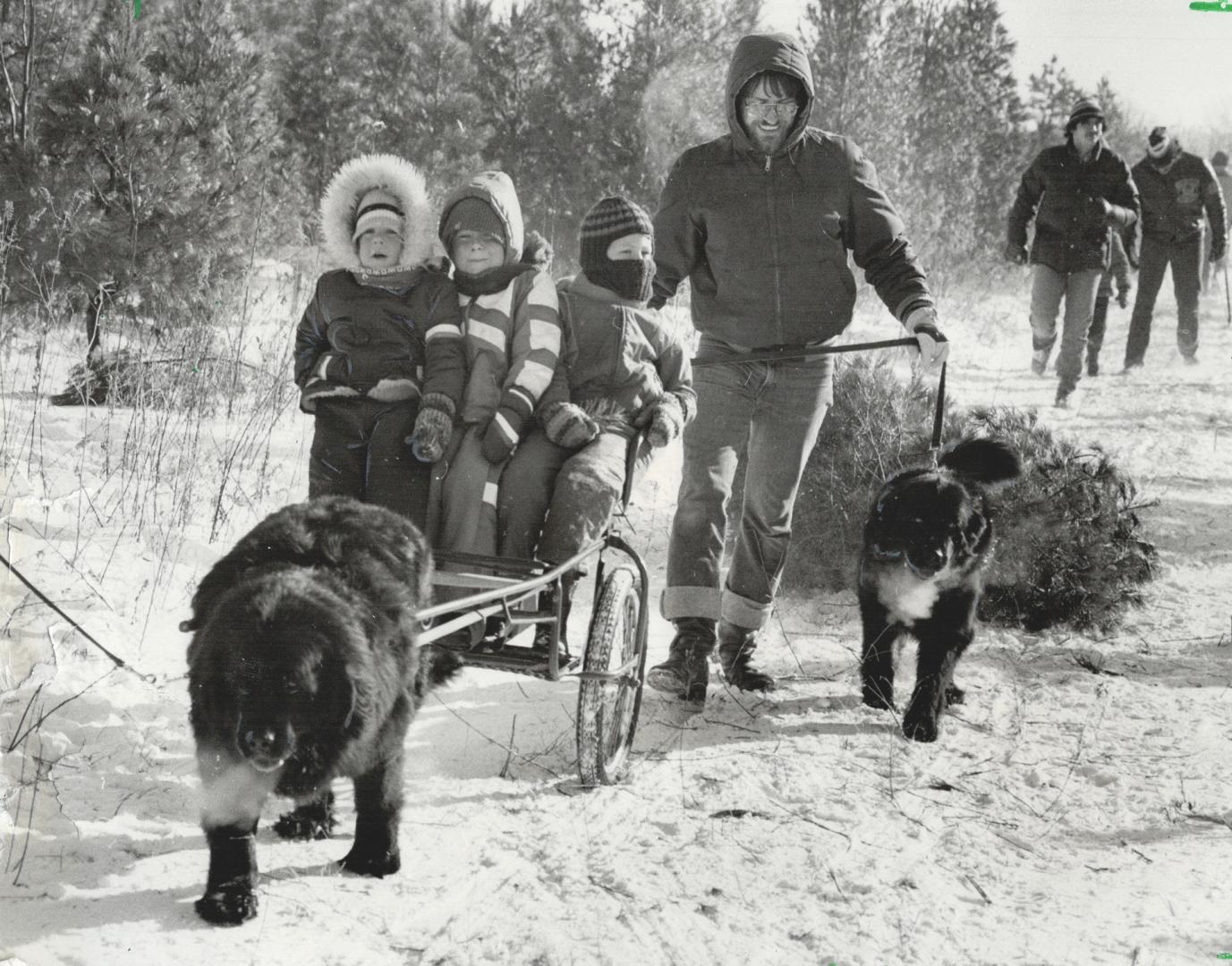 Bundled in parkas and balaclavas, these youngsters enjoy ride in dog cart while tree is hauled along