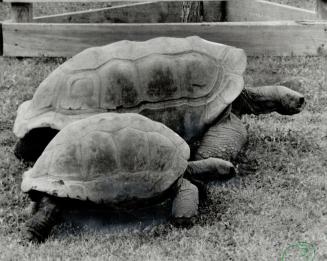 Where's the hare?, Just because Metro Zoo held a tortoise race for charity yesterday didn't mean their United Way campaign kickoff got off to a slow start