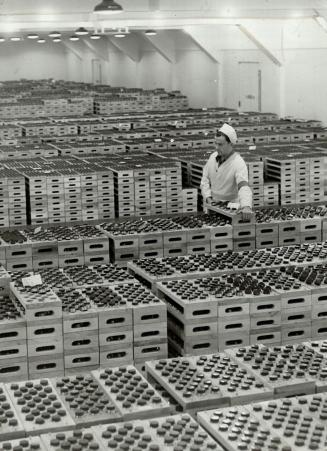 Filled fuses by the thousands are packed daily in this plant