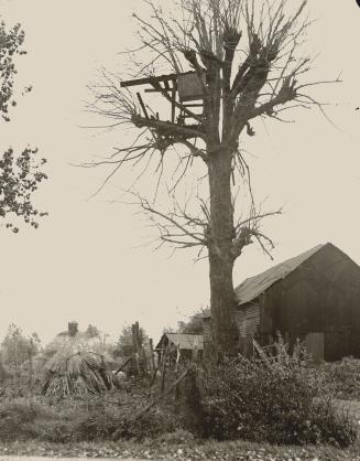 A british observation post still perched in a tree at Telana farm, near Bossinghe, Flanders