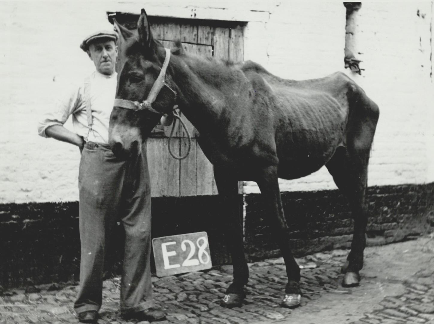 American mule rescued from suffering by [Incomplete]