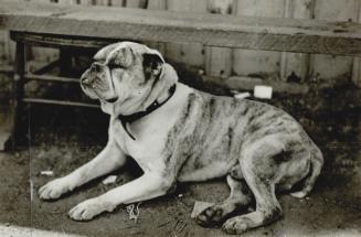 War 1914 - 1918 Animals