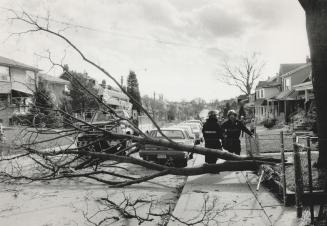 Blast of Wind Downs Tree, Power lines, Firefighters check a tree ripped out by the roots and thrown across McRoberts Ave. by yesterday's blustery wind(...)