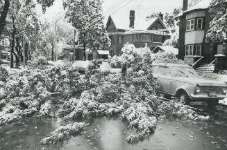 Heaviest October snowfall on record felled trees and broke limbs because trees, such as those at Lowther Ave