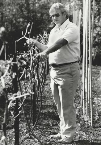 From vine to wine