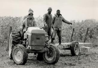 Fruits of labor: Workers take a transporter to their vineyard