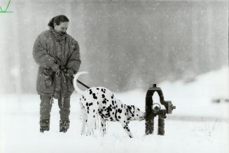 Winter walk: Bozena Czerwinska of Mississauga pays no mind to dog Maciek's classic hydrant pose
