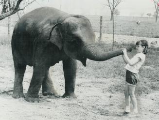 Now, where did all those peanuts go?, Nine-year-old Karen Hatchard feeds the newly acquired elephant at Mississauga's Jungle Park Zoo. An Ontario Muni(...)