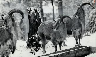 Barbary sheep from the Atlas Mountains of North Africa are among the imports who have adjusted to the severe Canadian winters at the Ontario Zoologica(...)