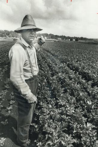 Farmer Jose Flores says only his sprinkler system is saving his celery and lettuce crops on his 10-acre holding in Holland Marsh. Despite daily irriga(...)