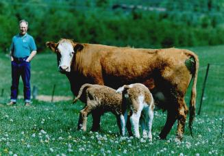 Seeing double: Franz Henke watches as Bam Bam and Pebbles, the latest pair of twin calves born on his Goodwood-area farm, get a meal from their mother