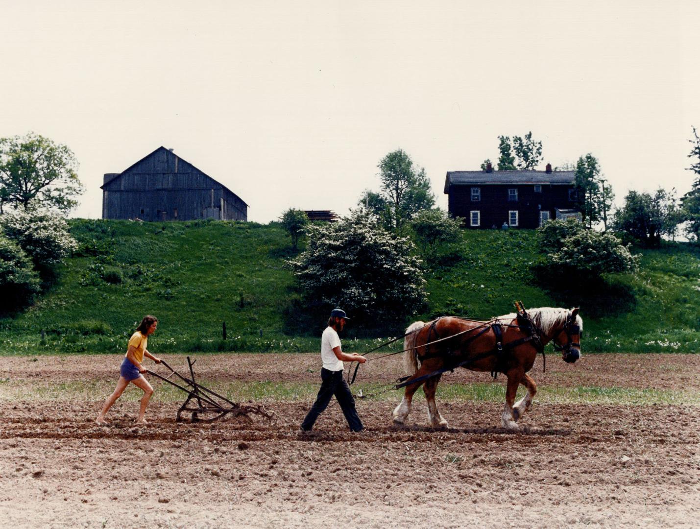 Back to the land organically. Trading tractor for horse